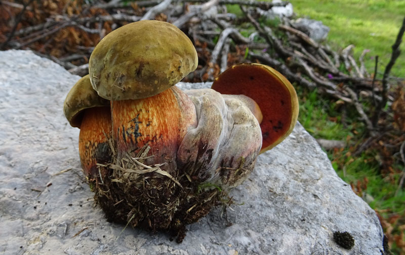 crescita anormale ?.....Boletus luridus